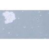 Human Small-Cell Lung Cancer Cell Line, #SHP-77