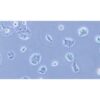 Human Pancreatic Cancer Cell Line, #HPAF-II