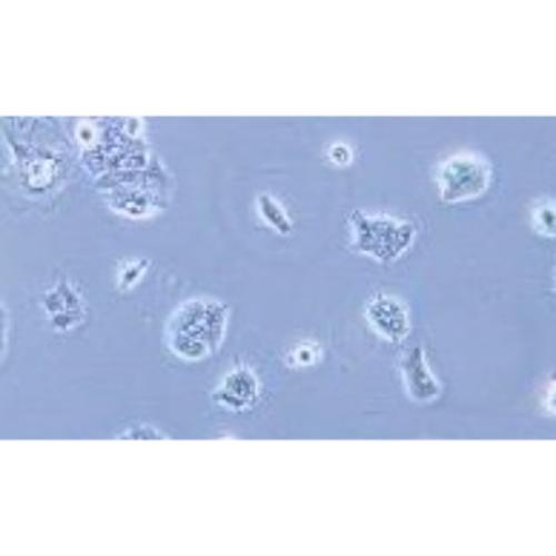 Human Pancreatic Cancer Cell Line, #HPAF-II