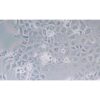 Human Normal Colonic Epithelial Cell Line, #NCM 460