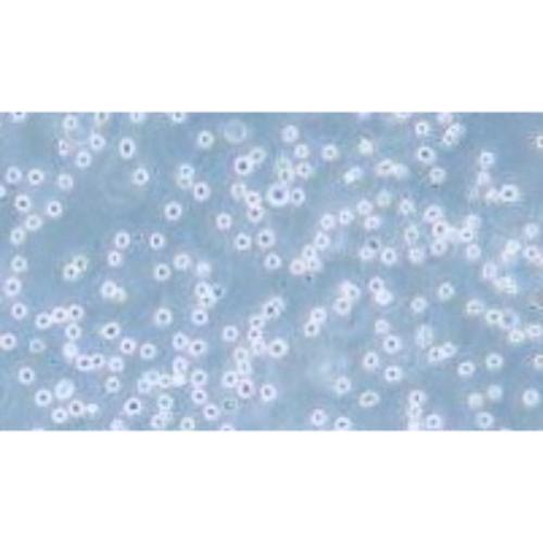 Human, Diffuse Large B-Cell Lymphoma Cell Line, #DB