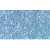 Human Lung Cancer Cell Line, #DMS 53