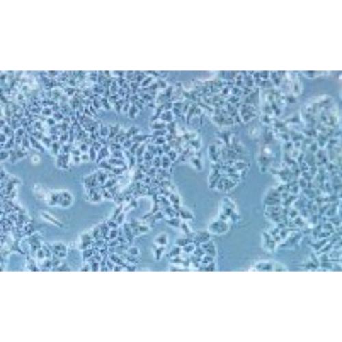 Human Lung Cancer Cell Line, #DMS 53
