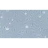 Human Breast Ductal Cancer Cell Line, #HCC 38