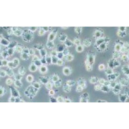 Human Papillary Thyroid Carcinoma Cell Line, #IHH4