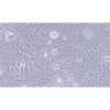 Human Breast Cancer Cell, #JIMT-1