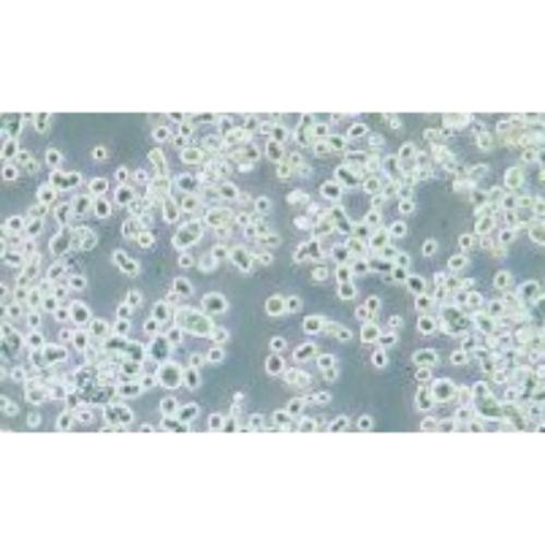 Human Gastric Carcinoma Cell, #KATO III