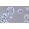 Human Colonic Adenocarcinoma Cell Line, #LS1034