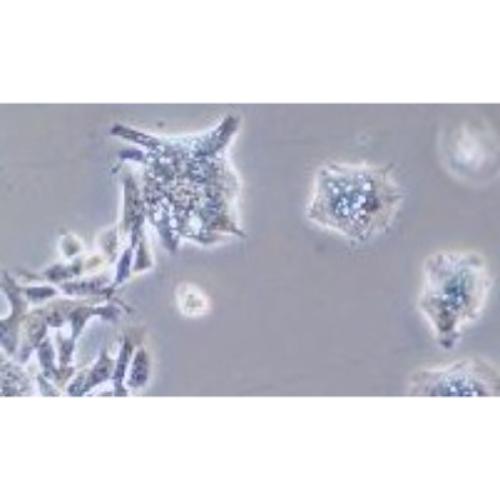 Human Colonic Adenocarcinoma Cell Line, #LS1034