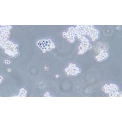 Human Colorectal Adenocarcinoma Cell Line, #NCI-H716