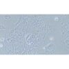 Human Lung Cancer Cell Line, #NCI-H2228
