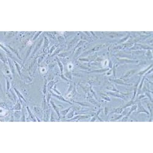 Human Thyroid Carcinoma Cell Line (Undifferentiated), #OCUT-2C