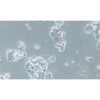 Human Esophageal Cell Line, #OE19
