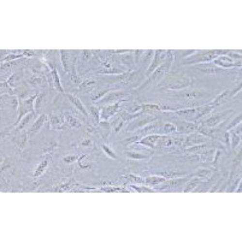 Human Osteosarcoma Cell Line, #SJSA-1