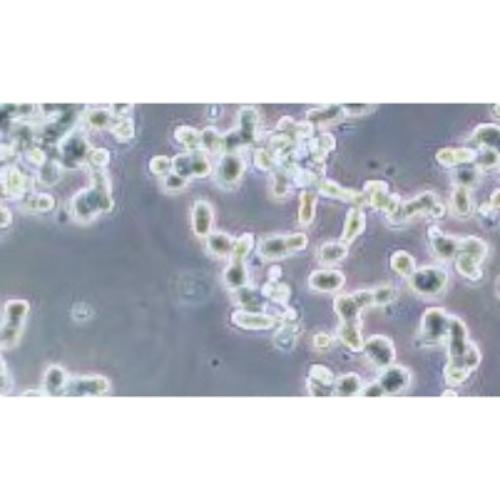 Human Colonic Adenocarcinoma Cell Line, #SW48