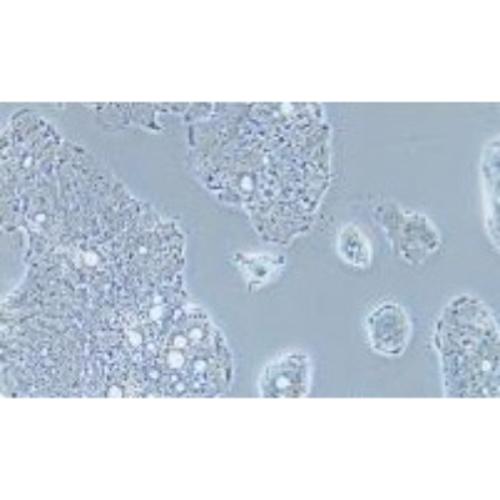 Human Colonic Adenocarcinoma Cell Line, #SW948