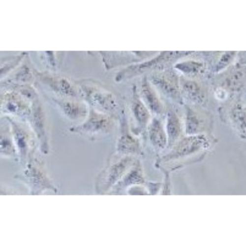 Human Bladder Cancer Cell Line, #TCCSUP