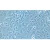 Human Small-Cell Lung Cancer Cell Line, #DMS 114