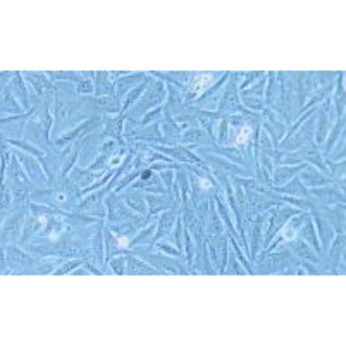 Human Melanoma Cell Line, #A2058