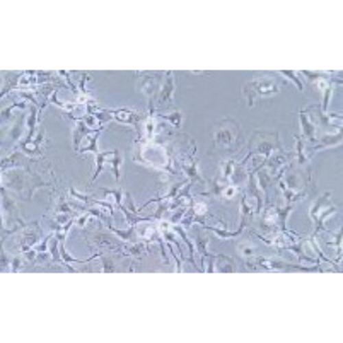 Human Breast Cancer Cell, #BT-20
