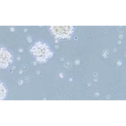 Human T-Lymphocytic Leukemia Cell Line, #C8166-CD4