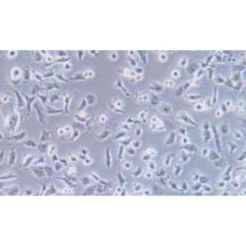 Human Thyroid Carcinoma Cell Line (Undifferentiated), #CAL-62