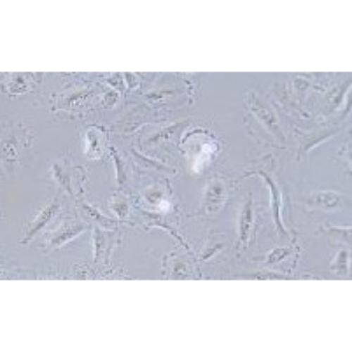Human Non-Small-Cell Lung Cancer Cell Line, #HCC44