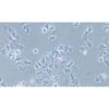 Human Lung Squamous Cancer Cell Line, #HCC1588