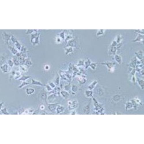 Human Lung Squamous Cancer Cell Line, #HCC1588