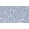 Human Corneal Epithelial Cell Line, #HCE-T