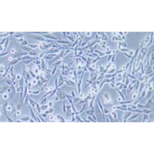 Human Bone Marrow-Derived Stromal Cell Line, #HS-5