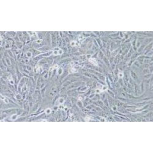 Human Osteosarcoma Cell Line, #KHOS-240S