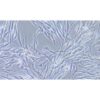 Human Malignant Melanoma Cell Line, #MEWO