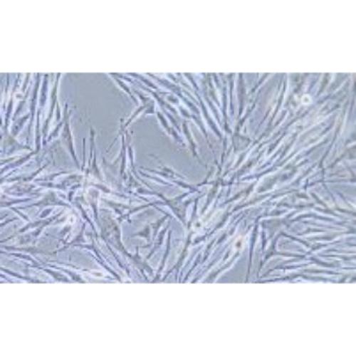 Human Malignant Melanoma Cell Line, #MEWO