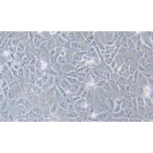 Human Melanoma Cell Line, #MV3