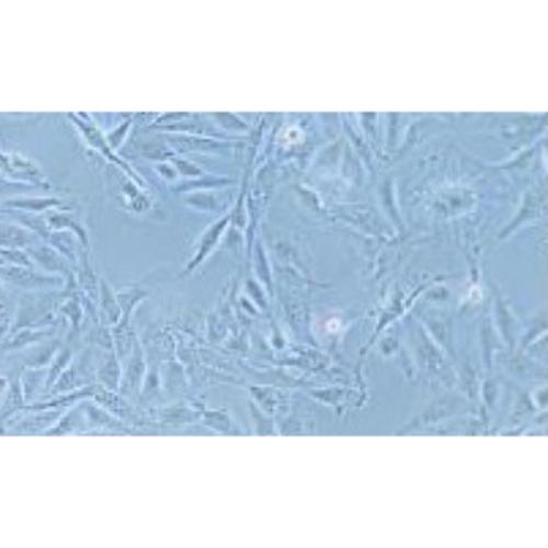 Human Lung Adenosquamous Carcinoma Cell Line, #NCI-H596