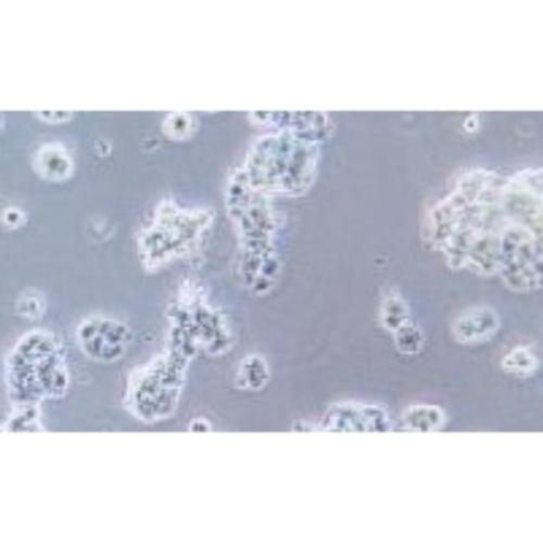 Human Pancreatic Cancer Cell Line, #QGP-1