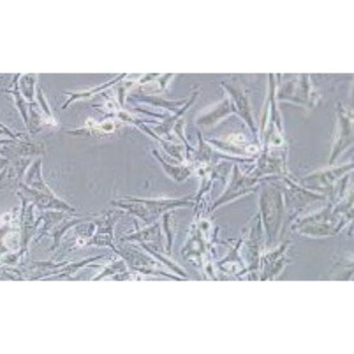 Human Cutaneous Melanoma Cell Line, #SK-MEL-5