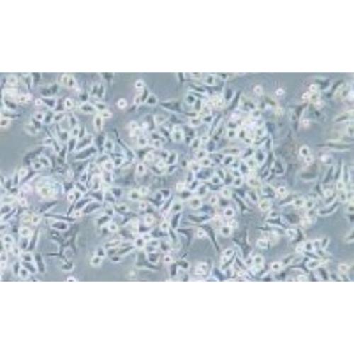 Human Gastric Carcinoma Cell, #SNU-601