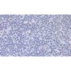 Human Embryonic Cell Line (HEKC), #293T-17