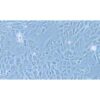 Human Pancreatic Cancer Cell Line, #PANC 08.13