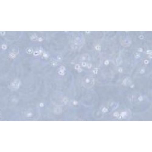 Human Acute Lymphoid Leukemia Cell Line, #RS4:11