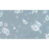 Human Small-Cell Lung Cancer Cell Line, #NCI-H209