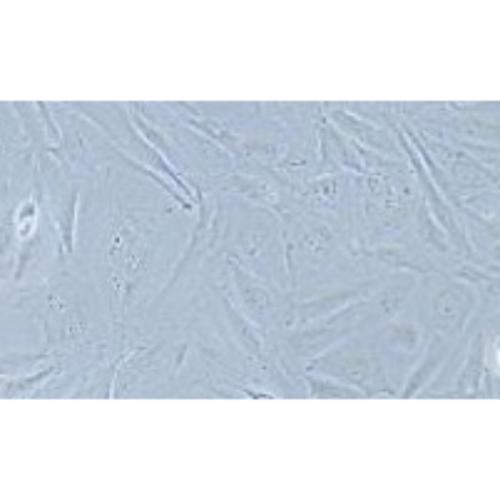 Human Small-Cell Lung Cancer Cell Line, #NCI-H196