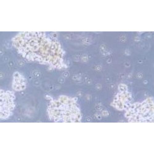 Human Small-Cell Lung Cancer Cell Line, #NCI-H146