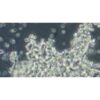 Human Small-Cell Lung Cancer Cell Line, #NCI-H526