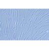 Human Lung Fibroblasts, #HFL1