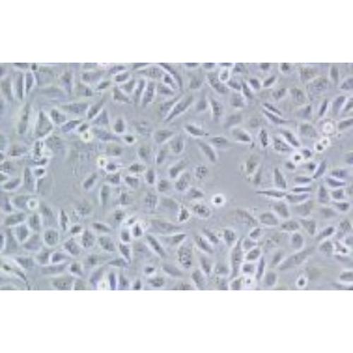 Human Bronchial Epithelial Cell Line, #HBE135-E6E7