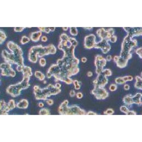 Human Colonic Adenocarcinoma Cell Line, #SW403