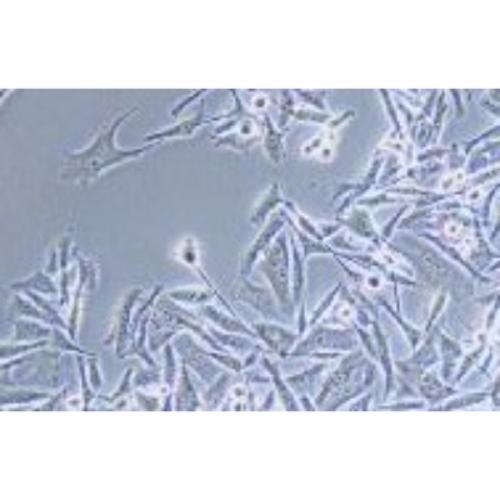 Malignant Melanoma Cell Line In The Human Skin, #MALME-3M